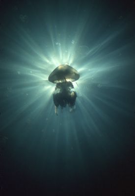 The big Black Sea jellyfish "Pilema pulmo". Sunbeams behi... by Lyubomir Klissurov 